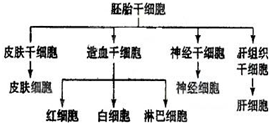 生物离心机分离细胞原理,权威诠释推进方式_tShop42.54.24