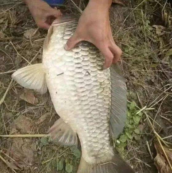 海鲜沾着吃用什么料，探索最佳海鲜蘸料搭配,定量分析解释定义_复古版94.32.55