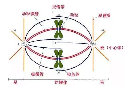 什么是溶剂染料